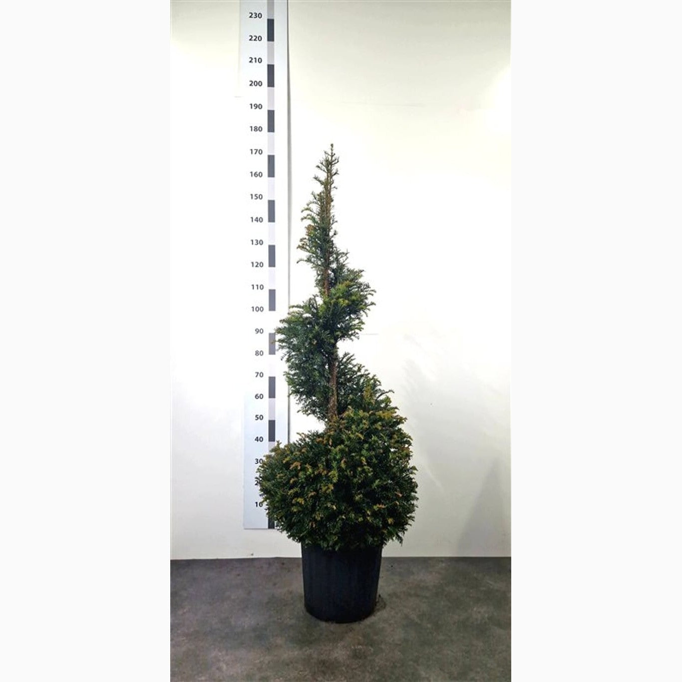 Idegran – Taxus baccata - 120-140 CM Spiral Cont.